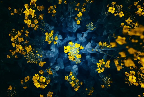 Spring buzz by Marko Radovanovic